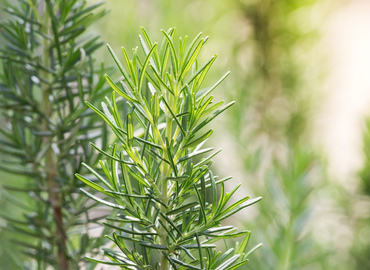 Angel En Provence Rosemary Hair Activating