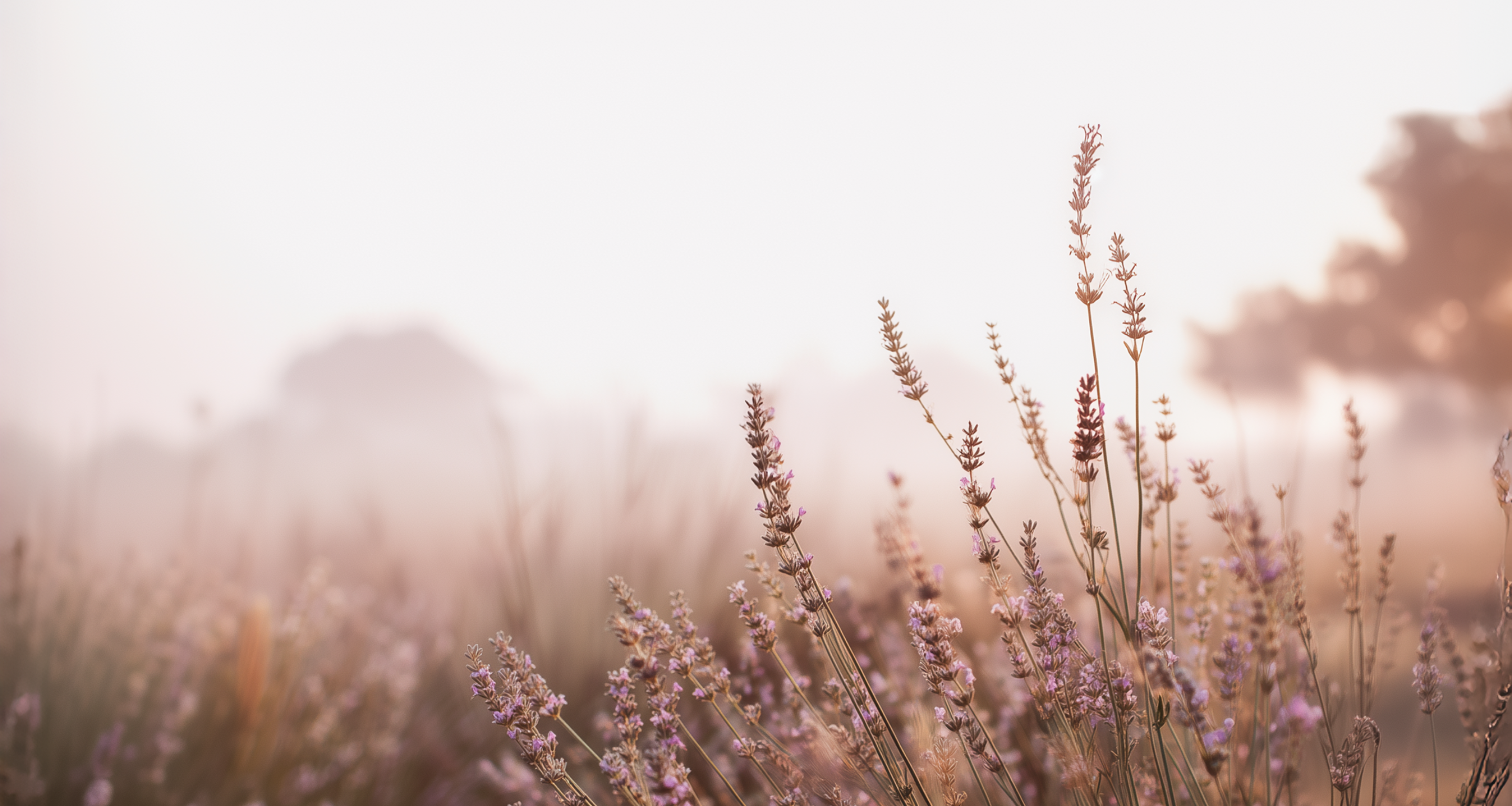 Angel Haircare New Zealand