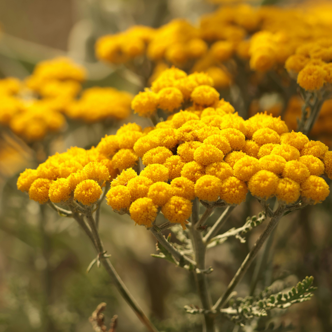 Angel Haircare New Zealand