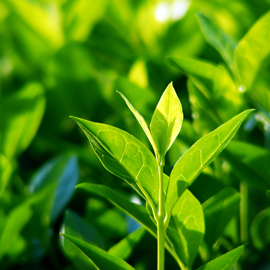 Angel Haircare New Zealand