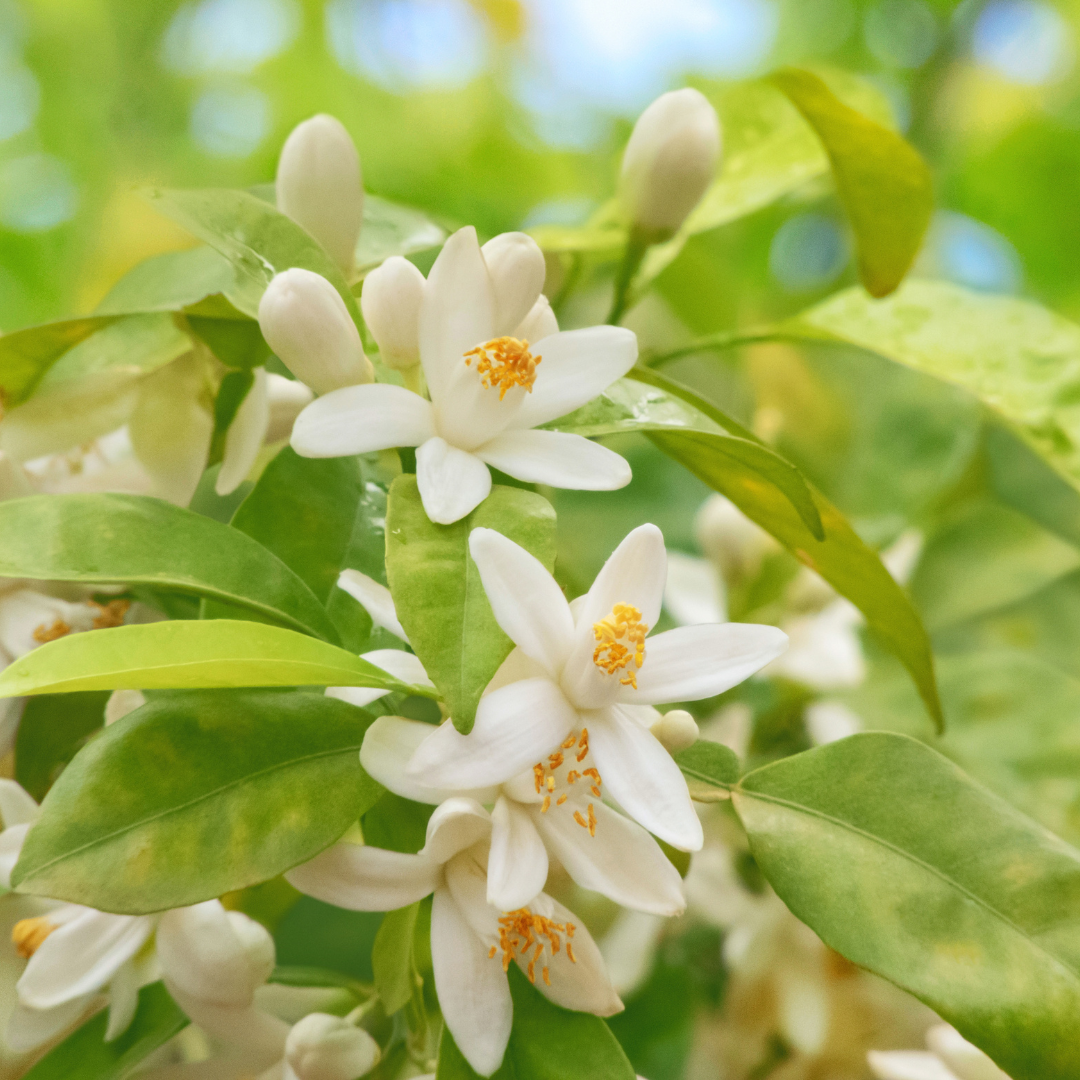 Angel Haircare New Zealand